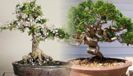 Giống cây cao 1m, cành lá mềm dẻo, vậy mà giá lên đến vài triệu đồng