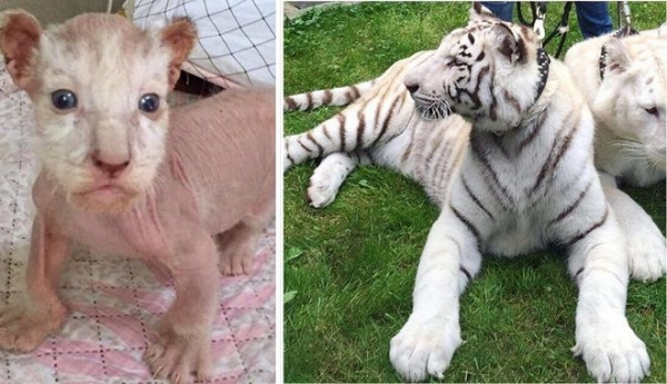 Hai chú hổ con rụng lông bị bỏ rơi và vẻ đẹp 20 năm sau khiến nhiều người trầm trồ khen ngợi