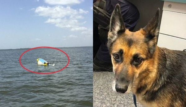 Cảm động chú chó bơi hơn 11 tiếng đồng hồ để tìm người cứu chủ
