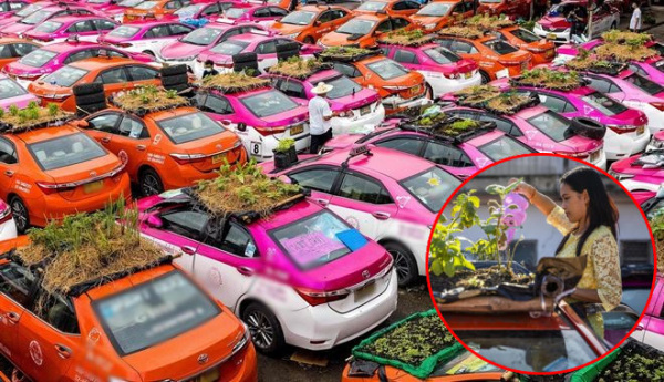 Tận dụng nóc xe taxi để không mùa dịch, biến bãi đậu xe thành vườn rau