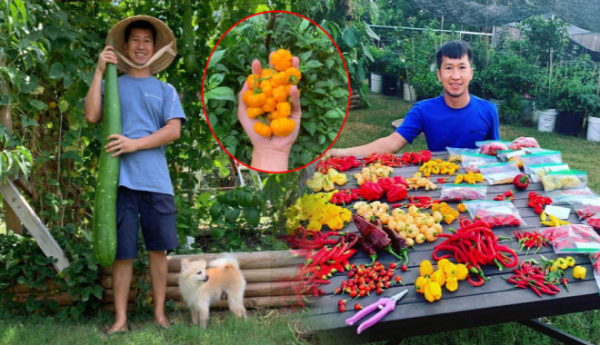 Chàng trai sở hữu khu vườn 300m2, trồng 70 giống ớt, hoa hồng phủ sắc
