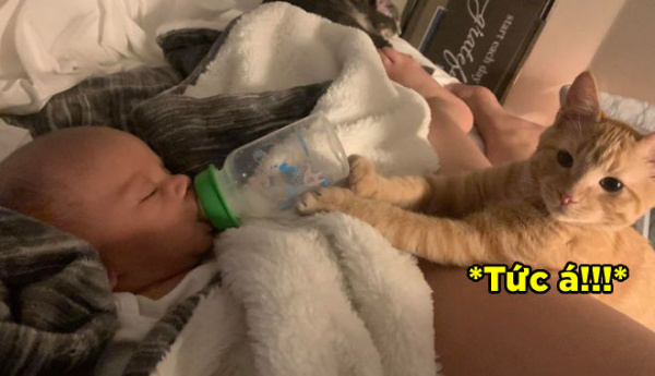 Mèo giúp cô chủ đút sữa cho bé trai: "Việc gì cũng đến tay tao"