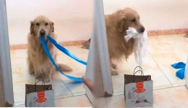 Nhờ lấy giúp cuộn giấy vệ sinh, thái độ cún cưng khiến chủ bất ngờ