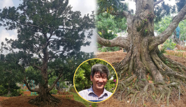 Vườn kiểng cổ thụ lớn nhất miền Tây: cây Vạn Niên Tùng sống một thế kỷ
