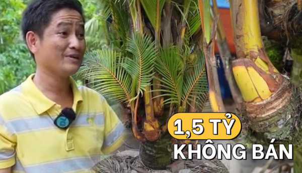 Cây dừa độc đáo nhất Việt Nam: có 48 đọt, được trả 1,5 tỷ không bán