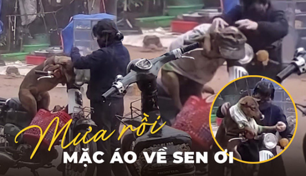Chú chó được chủ mặc áo giữa trời mưa: Chó không chê chủ nghèo