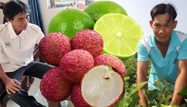 Những trái cây không hạt do Việt Nam lai tạo: Bắc Giang trồng được vải