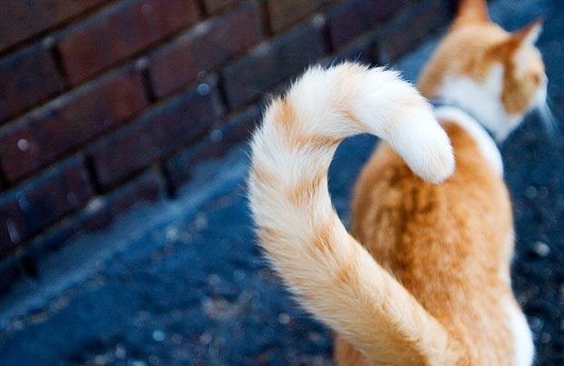 Đuôi mèo là điểm nhấn giúp con mèo trông đáng yêu hơn. Nếu bạn yêu thích động vật và muốn xem một bức ảnh đáng yêu của con mèo thì hãy xem ngay hình ảnh này, đảm bảo sẽ làm bạn say mê.