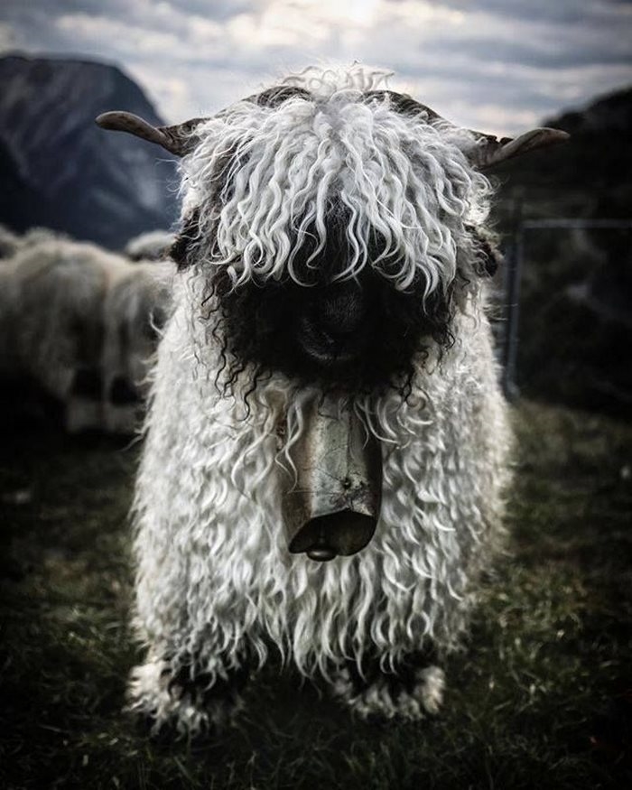 Decal cừu vui vẻ