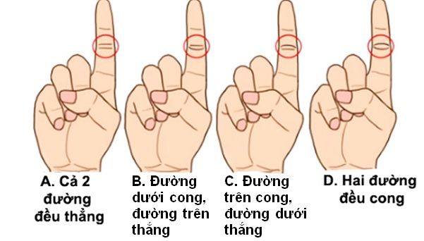 Cách tính độ dài ngón tay khi xem tay đoán mệnh