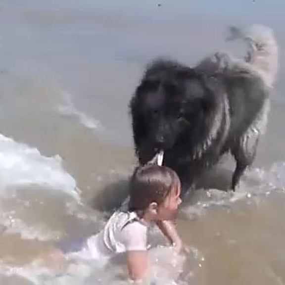 Cún cưng hoảng hốt cứu cô chủ nhỏ khỏi bờ biển