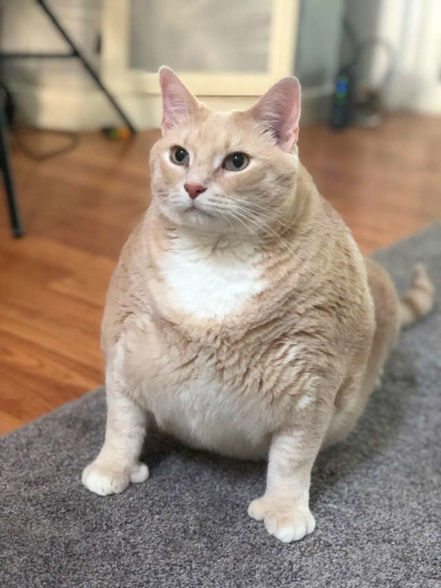 Bạn đang tìm cách giảm cân cho chú mèo béo của mình? Hãy xem ngay hình ảnh về cách giảm cân cho chú mèo béo đáng yêu để giúp chúng có được cơ thể khỏe mạnh và đáng yêu hơn.