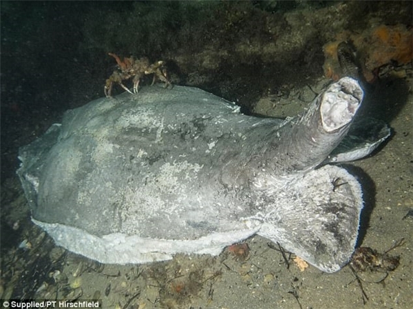 Bầy cá đuối bị chẻ đôi đầu nằm chờ chết dưới biển khiến CĐM phẫn nộ
