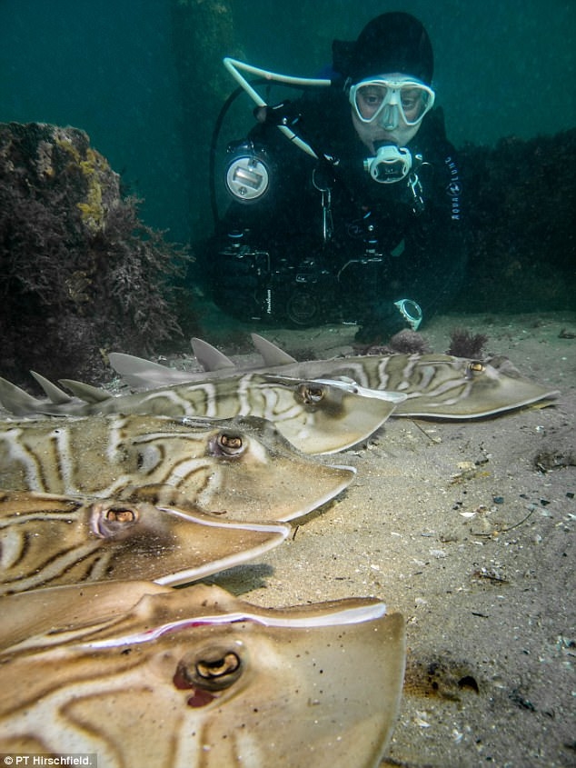 Bầy cá đuối bị chẻ đôi đầu nằm chờ chết dưới biển khiến CĐM phẫn nộ