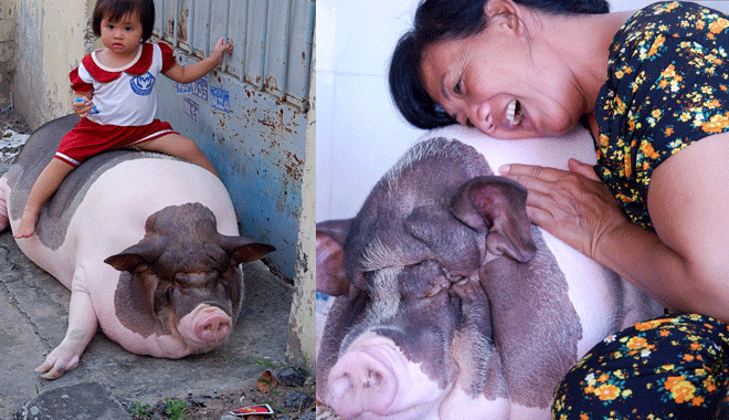 Chú lợn sung sướng nhất quả đất nặng 100kg 