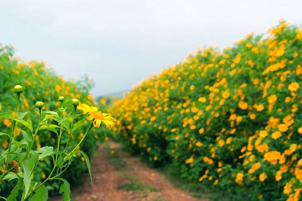 Ngoai da quy, co hong, mua nay den Da Lat san anh cng vuon hong chin ro