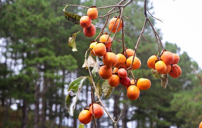 Ngoai da quy, co hong, mua nay den Da Lat san anh cng vuon hong chin ro