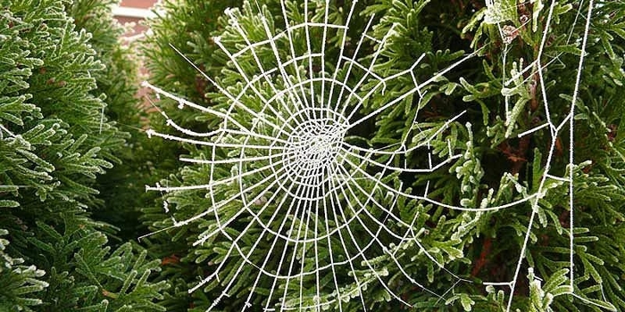 9 truyền thống đón Giáng sinh độc lạ của các quốc gia trên thế giới