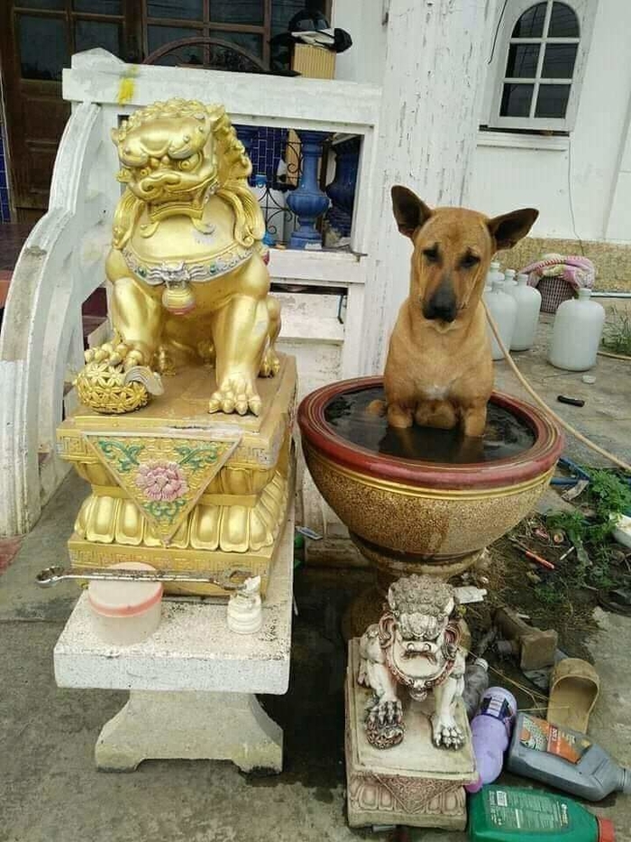 Ảnh vui tuần qua: Rịu tổ ong, 2 thanh niên đáng thương