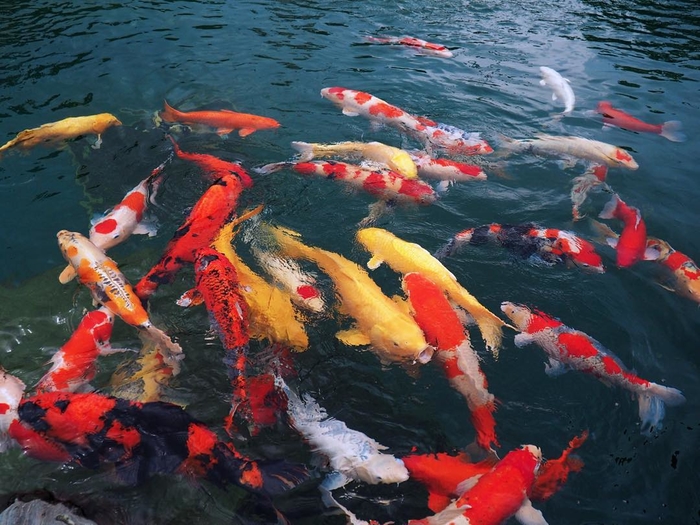 Nếu bạn mơ thấy những điều này thì tiền tài, may mắn sắp về rồi đấy!