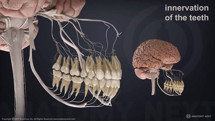 Những sự thật về cơ thể giúp chúng ta ngộ ra được rất nhiều điều