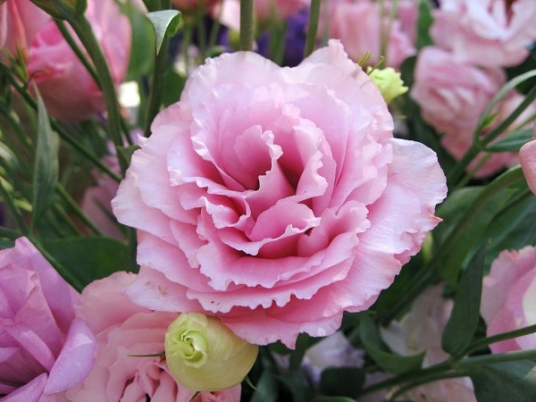 15 loại hoa được xem mang lại may mắn, tài lộc trong ngày Tết