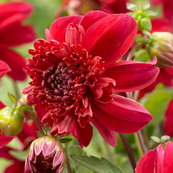 15 loại hoa được xem mang lại may mắn, tài lộc trong ngày Tết