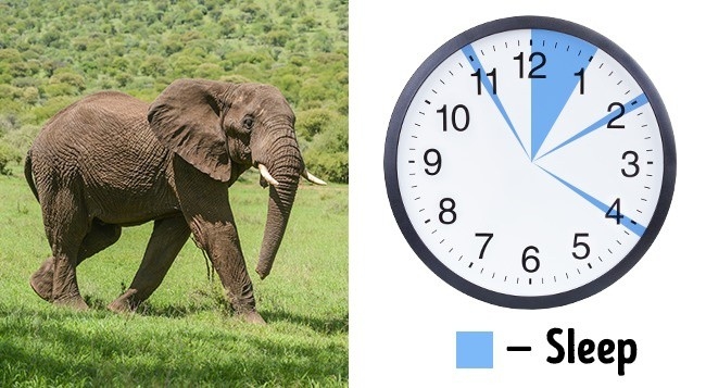 4 cách ngủ độc đáo cho phép bạn ngủ ít nhưng vẫn tràn đầy năng lượng