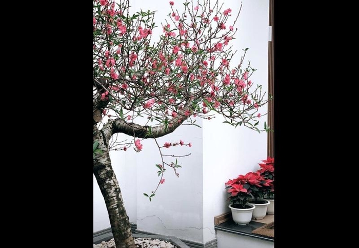 Á hậu Tú Anh khoe nhà tiền tỷ cạnh bờ sông đẹp như quán cafe