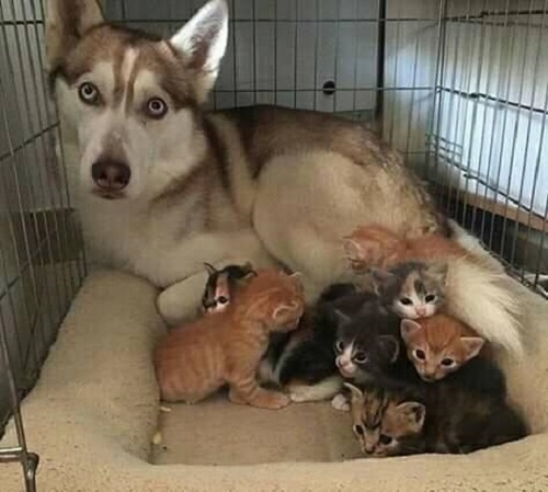Ảnh vui tuần qua: Mua dây tặng cua, khi bạn nhắn mẹ cần tiêu nhiều
