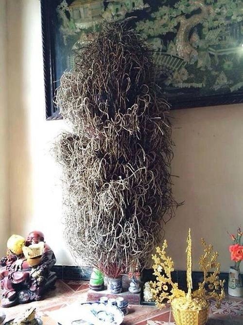 Bát hương “cổ thụ” ai nhìn cũng khen tốt phước: Nhưng nhầm to rồi!