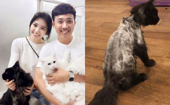 Mèo cưng đẹp trai trở lại, CĐM xúi Hari Won cạo lông tiếp