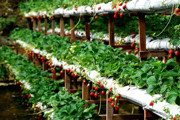 Top 6 vườn dâu gây thương nhớ khi du lịch Đà Lạt