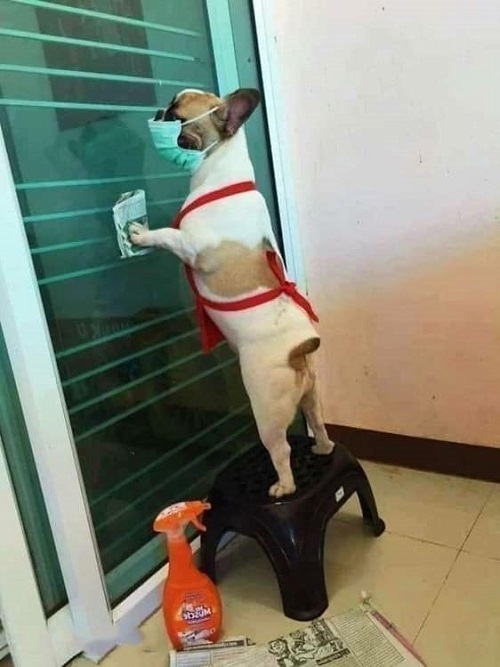 Ảnh vui tuần qua: Boss dọn nhà, màn gói bánh chưng lưu vào sách đỏ