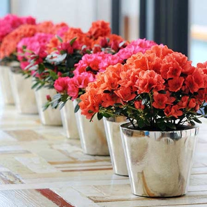Các gia đình nên cẩn thận khi chơi những loại hoa này dịp Tết
