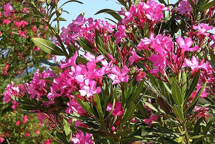 Các gia đình nên cẩn thận khi chơi những loại hoa này dịp Tết