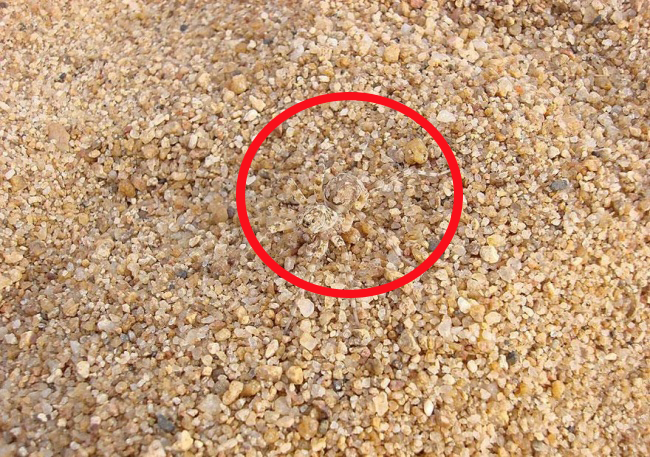 Chỉ 10% số người nhìn ra các con vật ẩn mình trong ảnh, bạn thì sao?