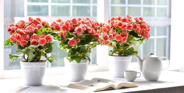 Ngoài đào và quất, những loại hoa này cũng nên được lựa chọn chơi tết
