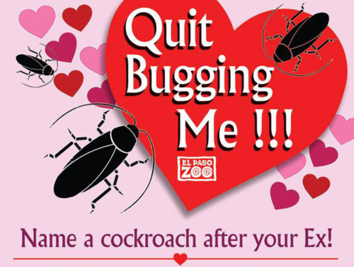 Valentine hả hê đặt tên người yêu cũ cho gián rồi xem chồn ăn thịt