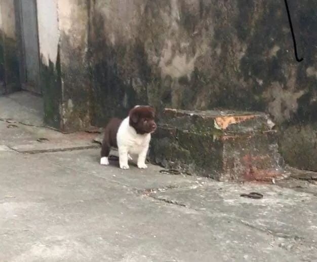 Ảnh vui tuần qua: Soái cẩu sơ mi trắng, dằn mặt lũ bạn bị bỏ bom