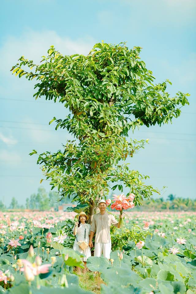 Địa chỉ cánh đồng sen ở An Giang