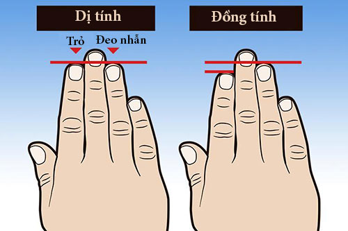 Muốn biết một người có dễ ngoại tình hay chung thủy, hãy xem ngón trỏ