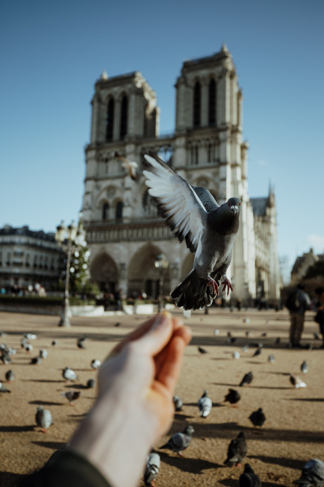 Nhà thờ Đức Bà Paris - biểu tượng văn hóa của nước Pháp