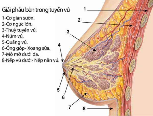 Tập gym làm nở ngực hay thu nhỏ: Hãy nghe HLV thể hình giải thích
