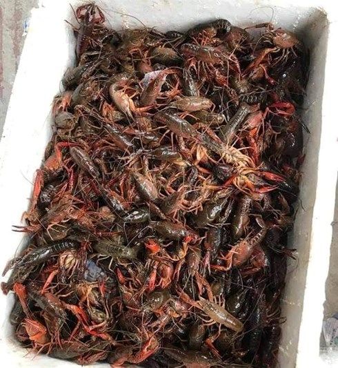 Tôm hùm đất gây sốt ở Việt Nam nhưng được xem là hàng cấm