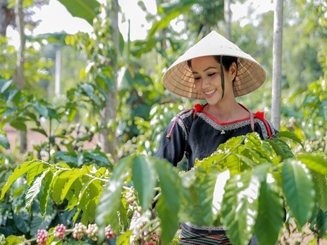 Hình ảnh trái ngược khi người đẹp Vbiz về thăm quê: người cào lúa, ngư