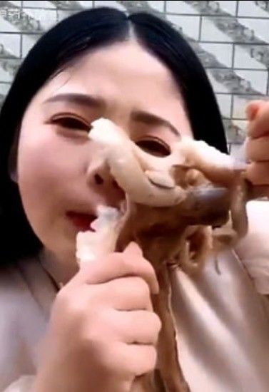 Livestream ăn bạch tuộc tươi sống, vlogger Trung Quốc bị sinh vật này