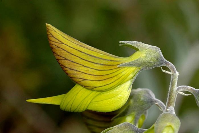 Loài hoa kỳ lạ trông giống hệt một chú chim hút mật