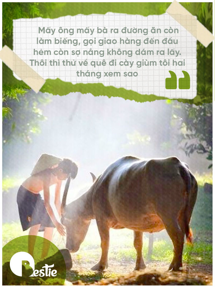 Muốn về quê nuôi bò nhưng bạn có đủ tiền để mua một con bò hay không?