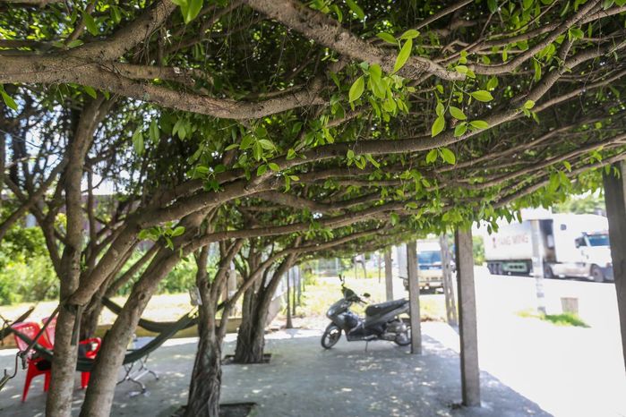 Quán cà phê được tạo từ 30 cây si ở Long An